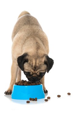 Beyaz tencereye izole edilmiş yemek kasesi olan bir köpek.