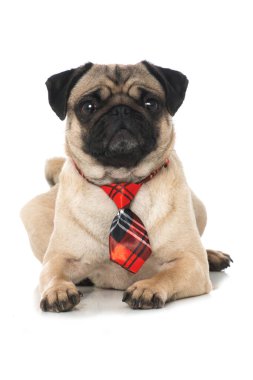 Beyaz kravatlı pug