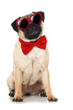 Beyaz kravatlı pug