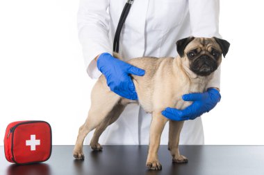 Pug veteriner tarafından muayene edilir.