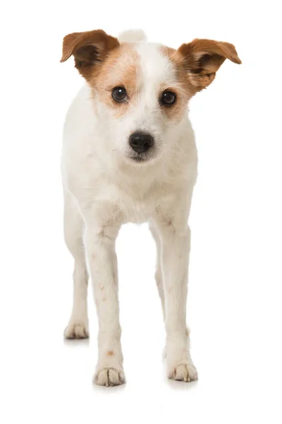 Cão Raça Mista Bonito Isolado Branco — Fotografia de Stock