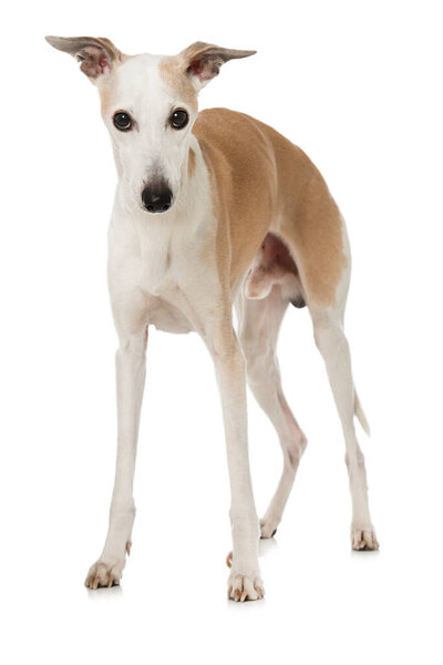 Whippet dog isolated on white