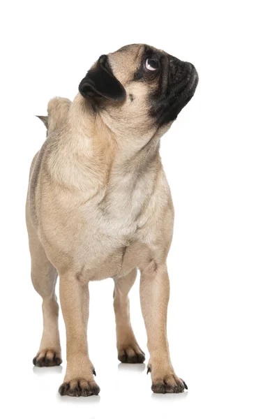 Pug Izolované Bílém Pozadí — Stock fotografie