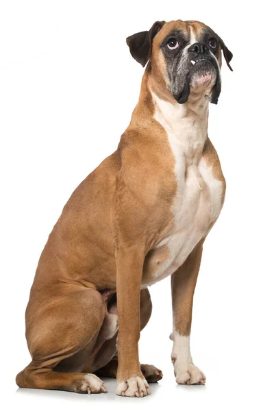 Boxer Pes Izolovaný Bílém — Stock fotografie
