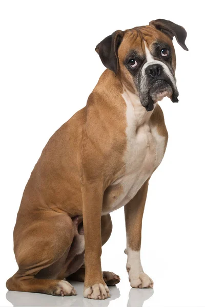 Boxer Cane Isolato Bianco — Foto Stock