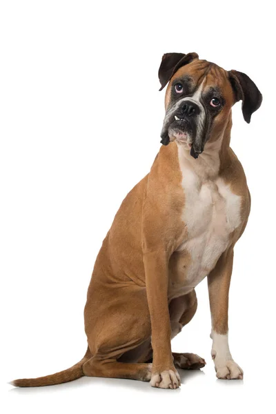 Boxer Dog Isolated White — Stock Photo, Image