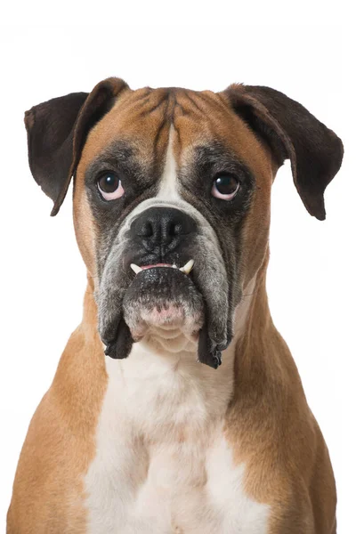 Boxer Hund Isolerad Vitt — Stockfoto