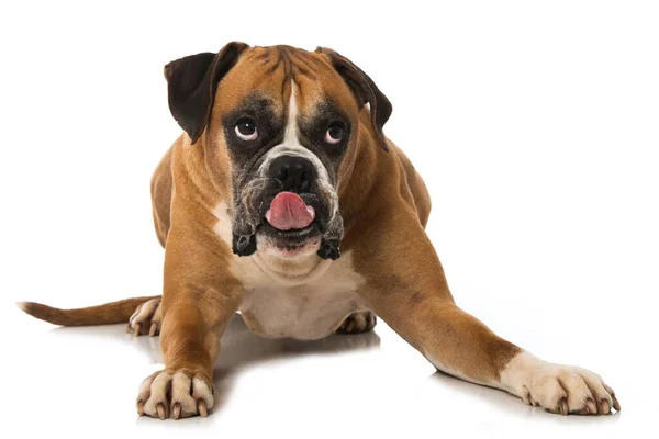 Boxer Pes Izolovaný Bílém — Stock fotografie