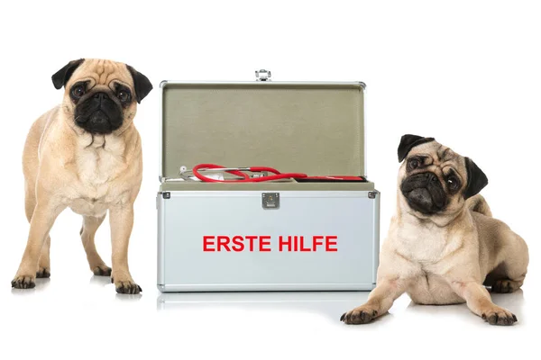 Pugs Com Kit Primeiros Socorros — Fotografia de Stock