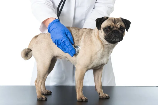 Mops Undersöks Veterinären — Stockfoto