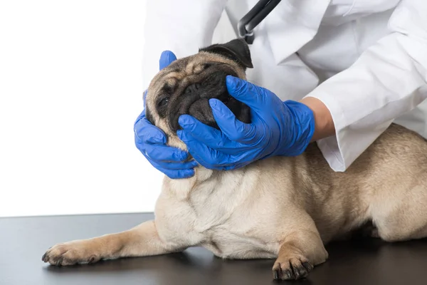 Mops Wird Vom Tierarzt Untersucht — Stockfoto