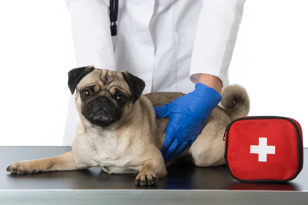 Mops Undersöks Veterinären — Stockfoto