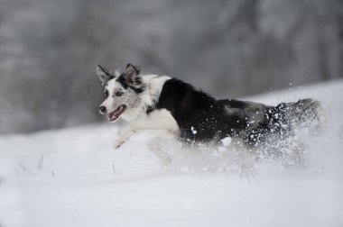 Kar manzarasında Border collie dog