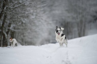 Kar manzarasında Border collie dog