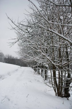 Kış karlarında ağaçlar