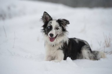 Kar manzarasında Border collie dog