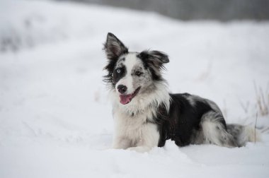 Kar manzarasında Border collie dog