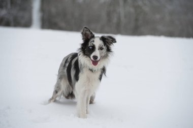 Kar manzarasında Border collie dog