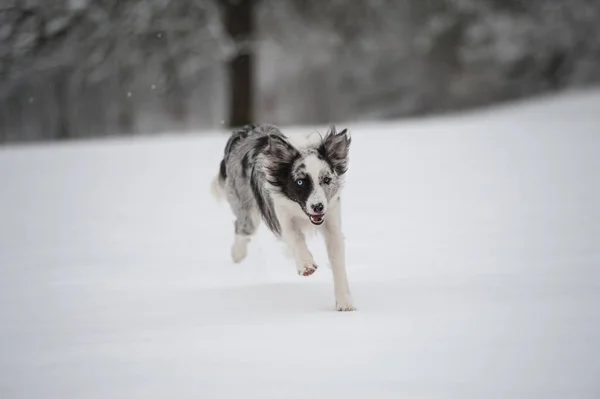 Border Collie Chien Dans Paysage Neige — Photo