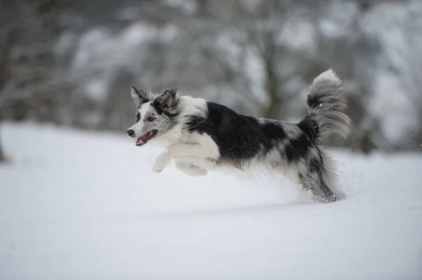 Grens Collie Hond Sneeuw Landschap — Stockfoto