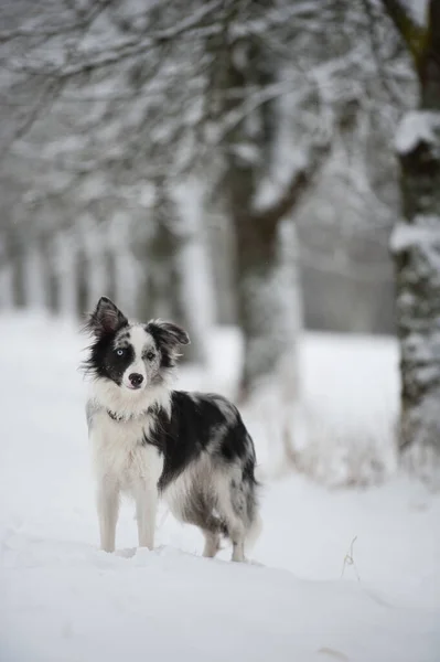 Anjing Perbatasan Collie Pemandangan Salju — Stok Foto