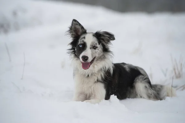 雪地里的边境牧羊犬 — 图库照片