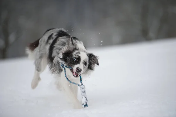 Border Collie Chien Dans Paysage Neige — Photo