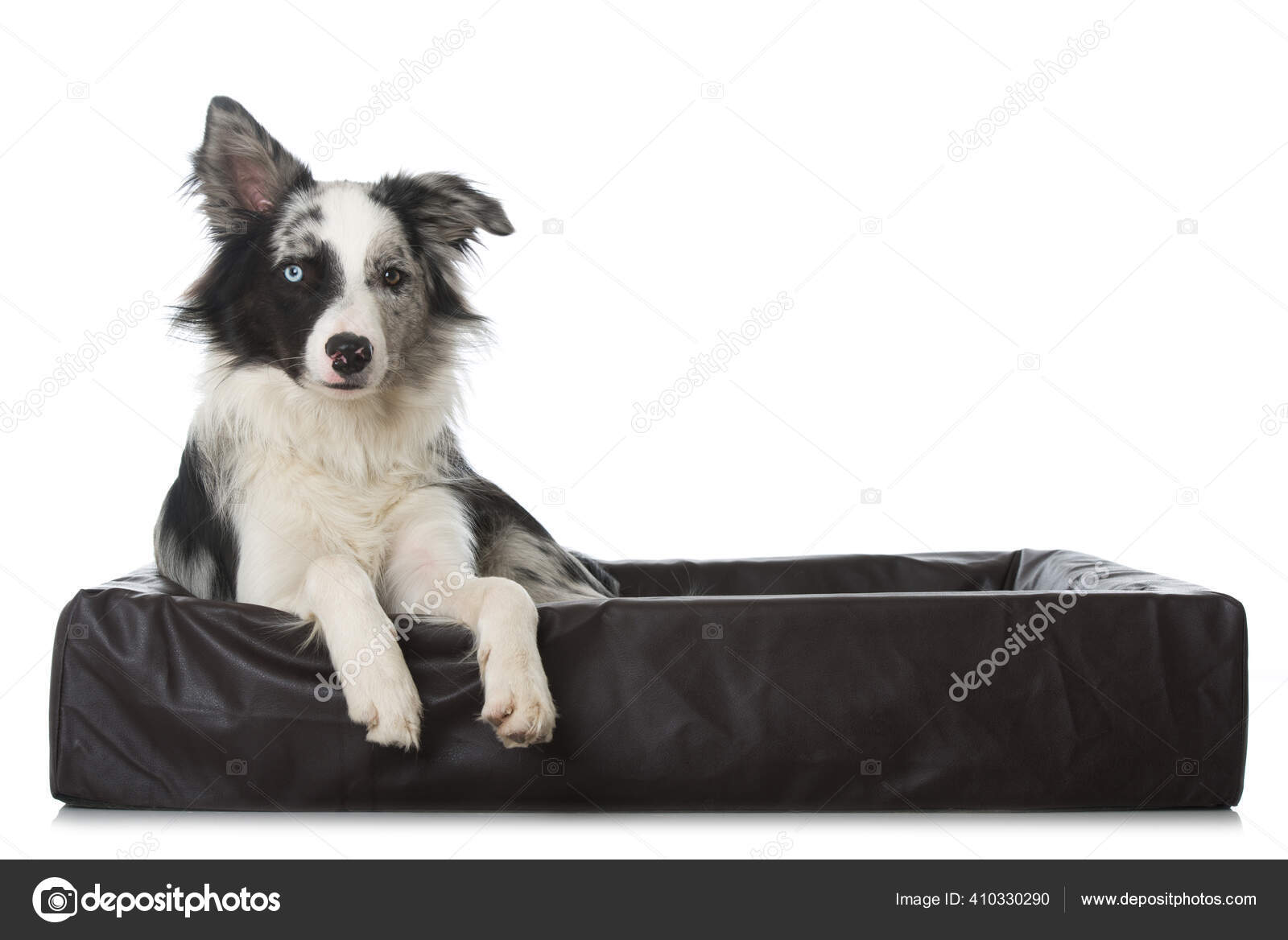 Banco de imagens : cachorro, Border collie, vertebrado, fronteira