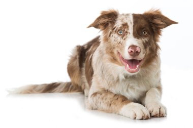 Border collie köpeği beyazda izole edilmiş.