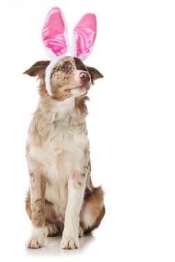 Tavşan kulaklı Sınır Köpeği