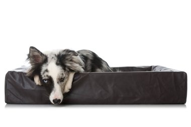Köpek yatağında çoban köpeği.