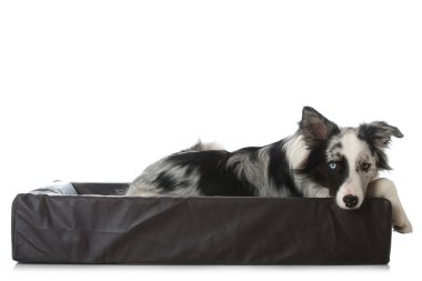 Köpek yatağında çoban köpeği.