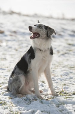 Sınır çoban köpeği kış manzarasında