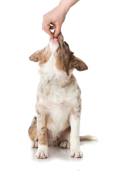 Border Collie Hund Isoliert Auf Weiß — Stockfoto