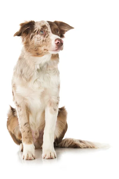 Border Collie Hund Isoliert Auf Weiß — Stockfoto