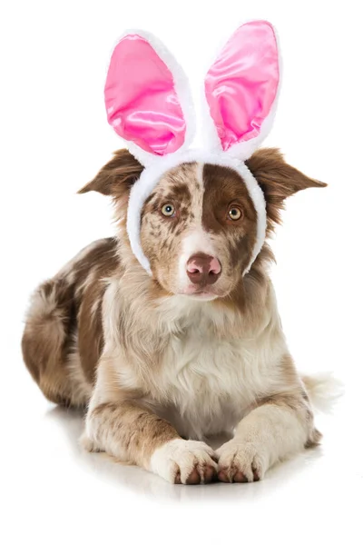 Border Collie Dog Rabbit Ears — Stock Photo, Image