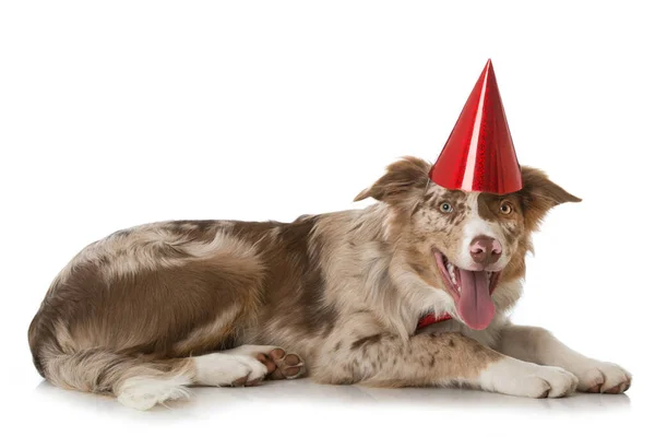 Gräns Collie Hund Med Fest Hatt — Stockfoto