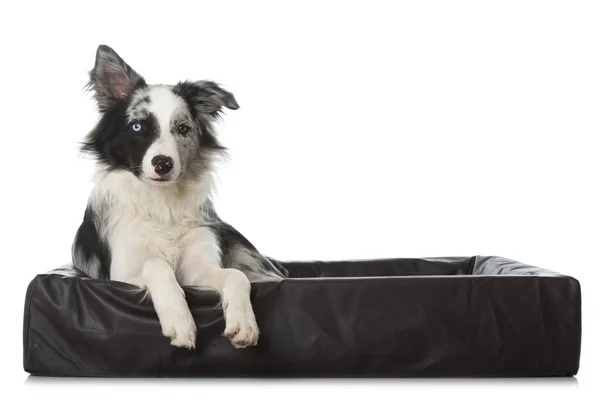 Border Collie Hond Een Hondenmand — Stockfoto