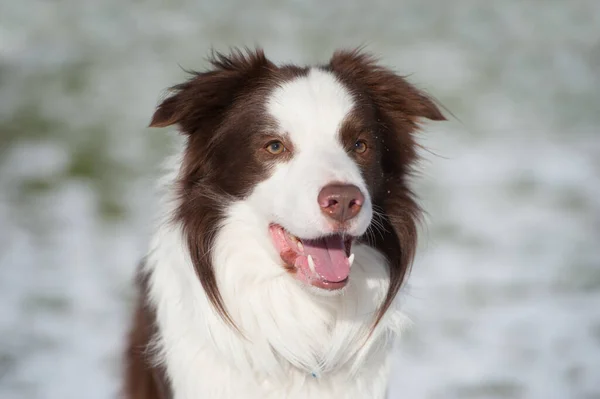 Pies Collie Granicy Zimowym Krajobrazie — Zdjęcie stockowe