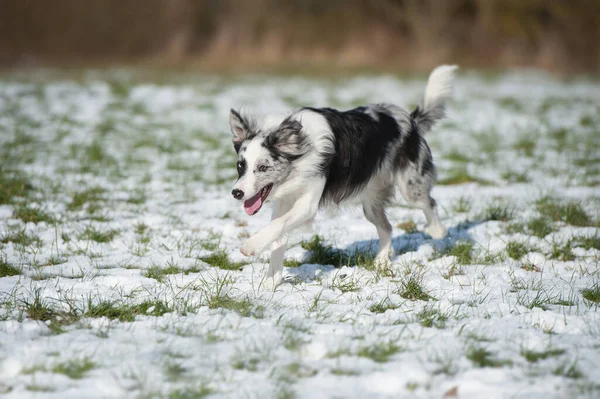 Frontera Collie Perro Invierno Paisaje —  Fotos de Stock