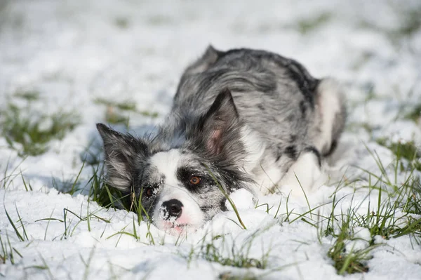 Anjing Perbatasan Collie Lanskap Musim Dingin — Stok Foto