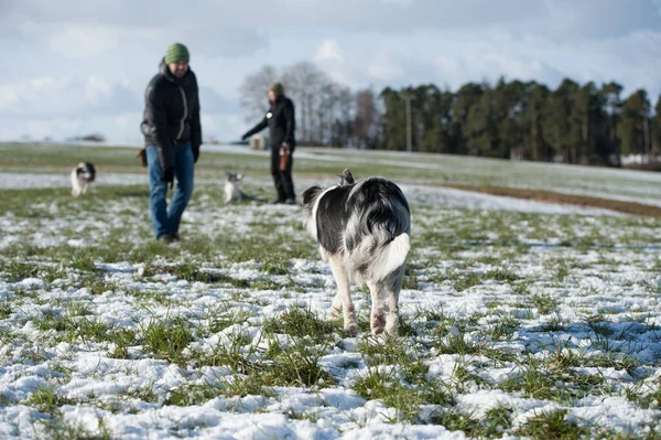 Határ Collie Kutya Télen Táj — Stock Fotó