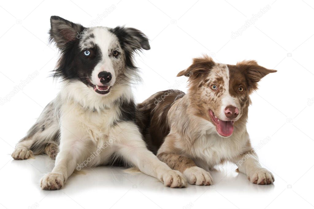 Border collie dogs isolated on white