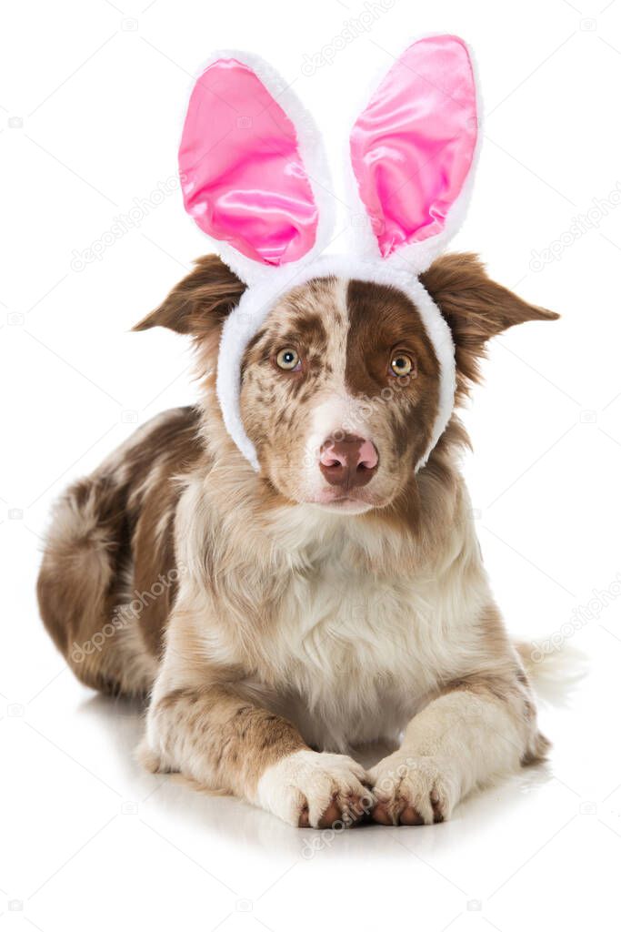 Border collie dog with rabbit ears