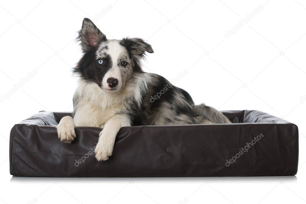 Border collie dog in a dog bed