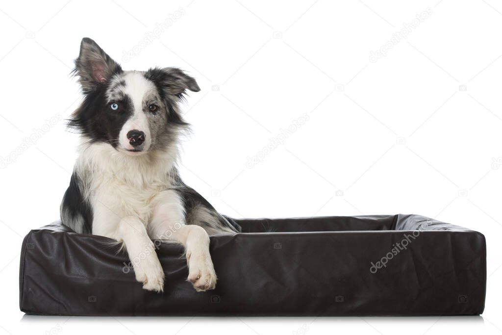 Border collie dog in a dog bed