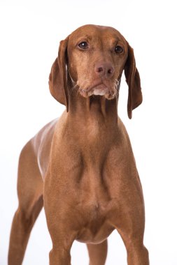 Beyaz arkaplanda Macar Vizsla köpeği izole edildi