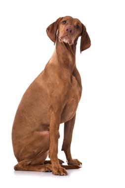 Beyaz arkaplanda Macar Vizsla köpeği izole edildi