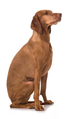 Beyaz arkaplanda Macar Vizsla köpeği izole edildi