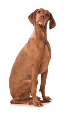 Beyaz arkaplanda Macar Vizsla köpeği izole edildi